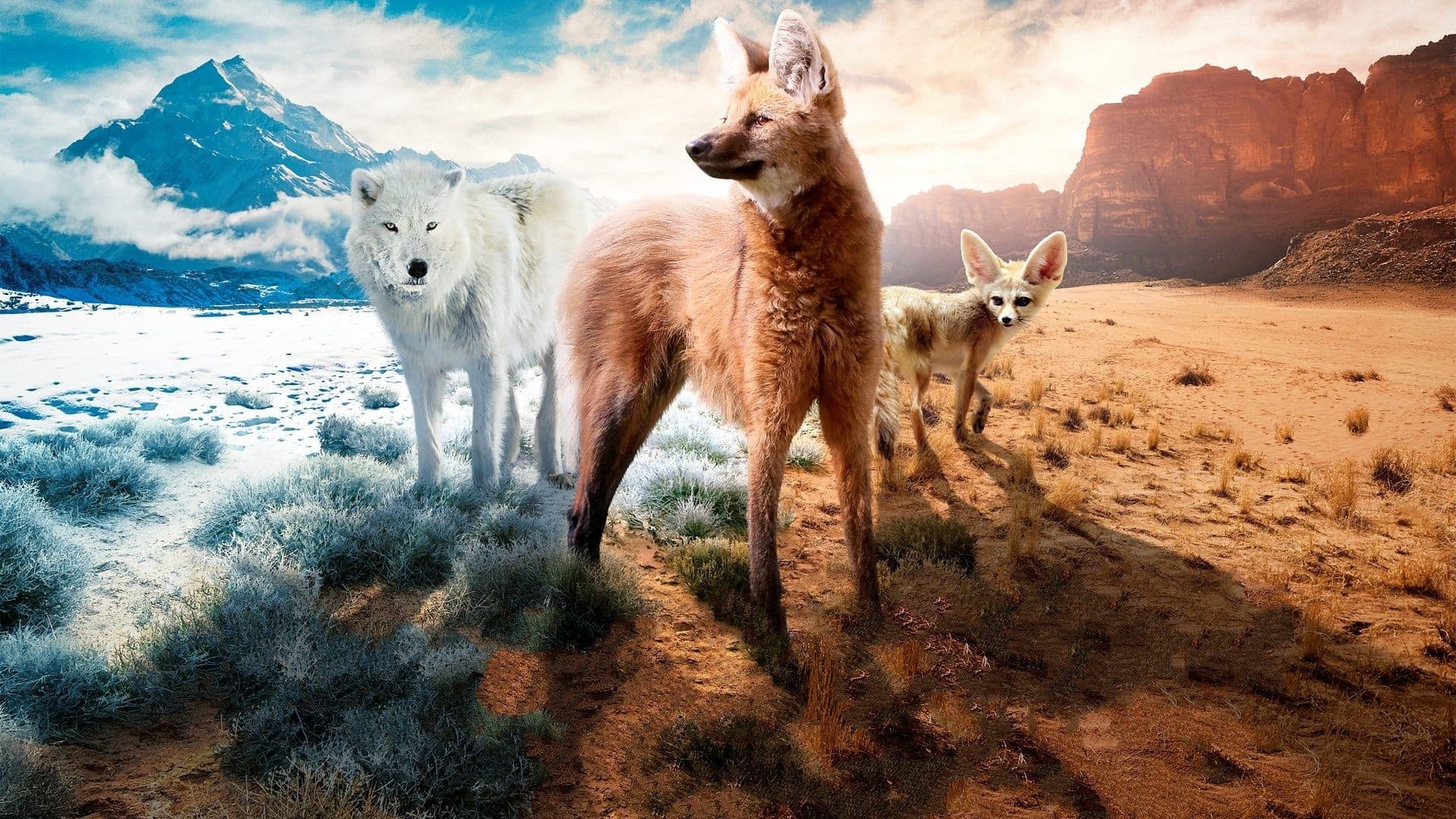 Yaban Köpekleri Familyası