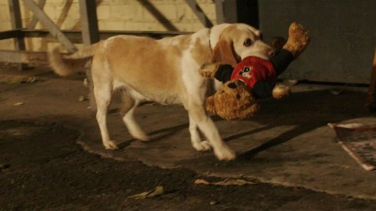 Aussie ve Ted