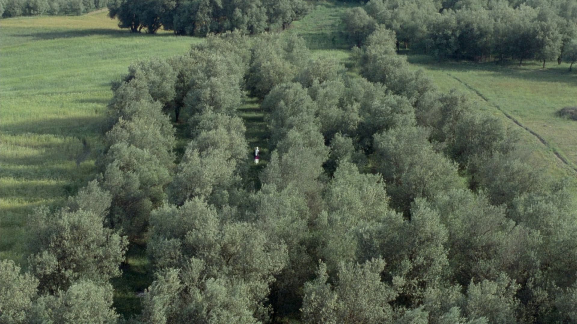 Zeytin Ağaçları Altında