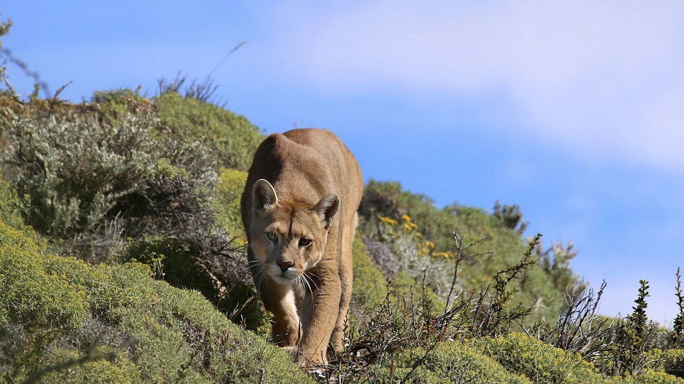 Puma: Lion of the Andes