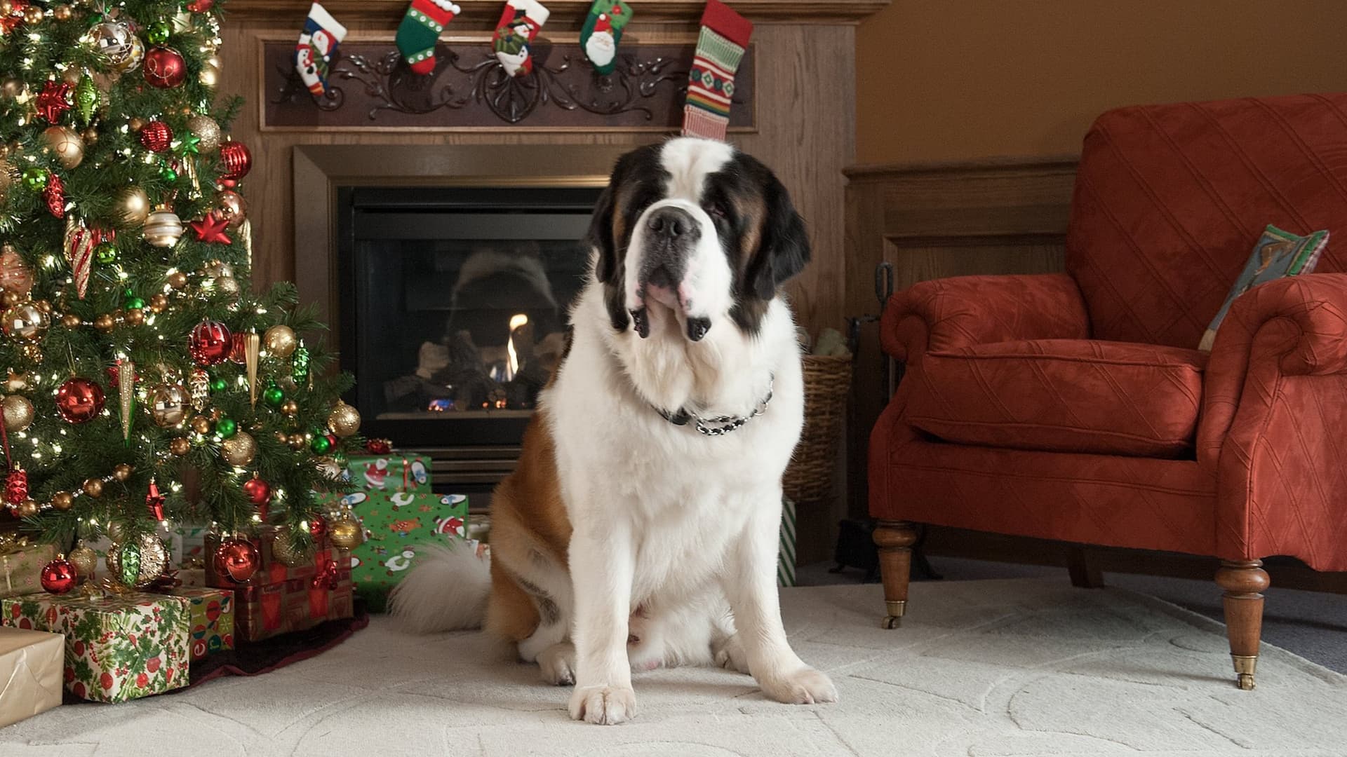 Beethoven'ın Yeni Yıl Macerası