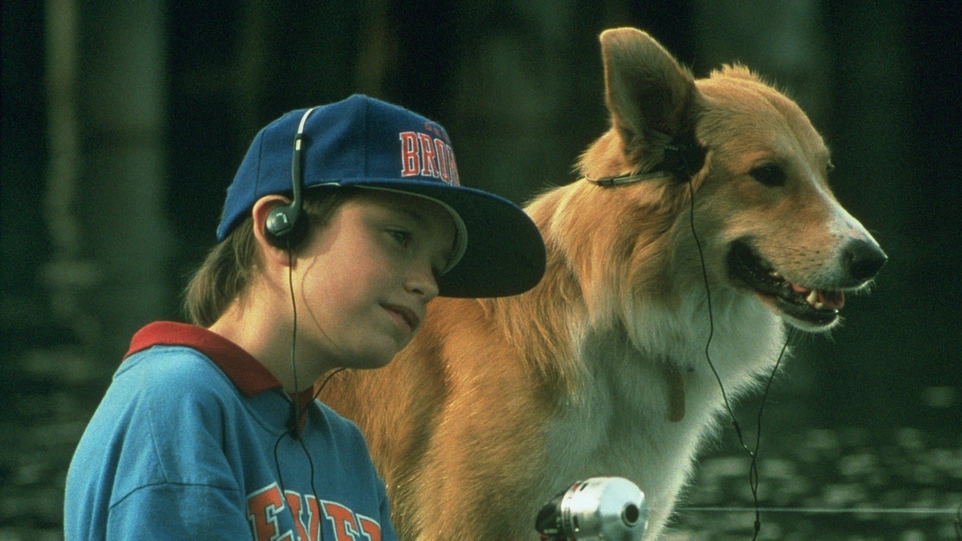 Kahraman Köpek Bingo