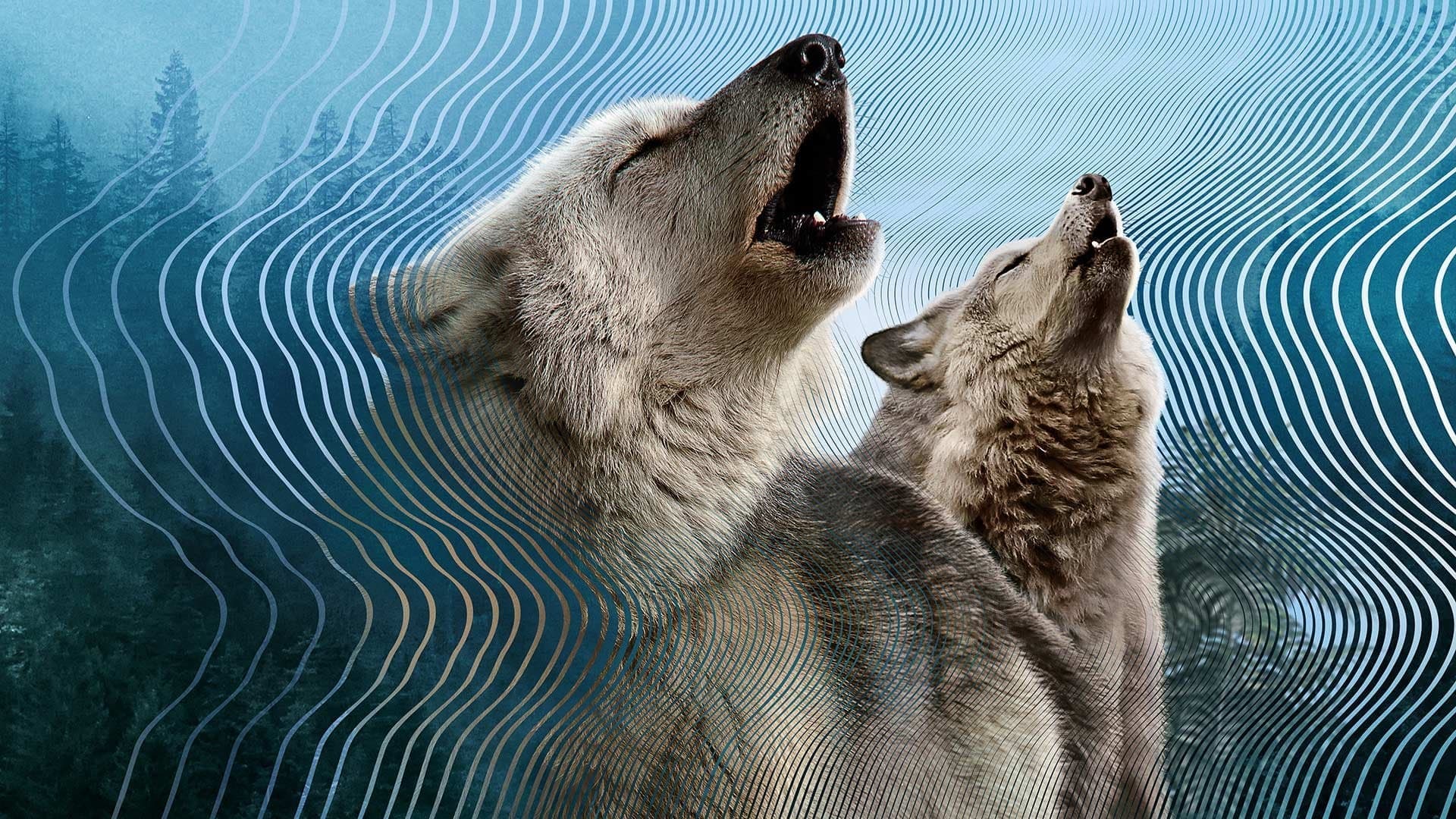 David Attenborough ile Sesin Gizli Dünyası