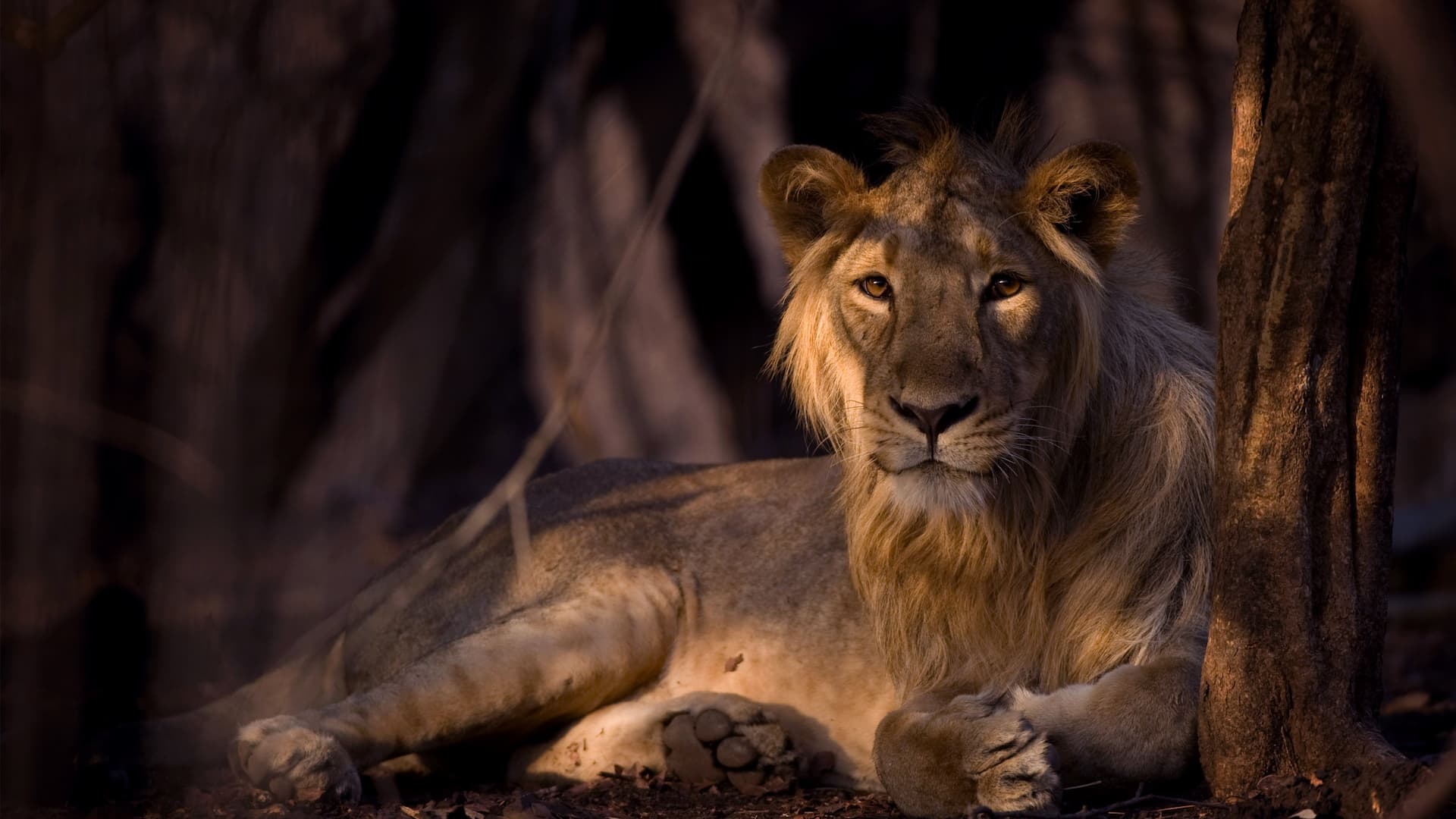 Vahşi Hindistan'ın Sırları