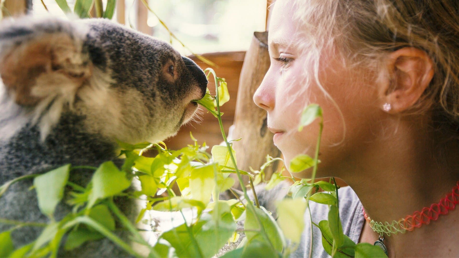 Kahraman Dodolar