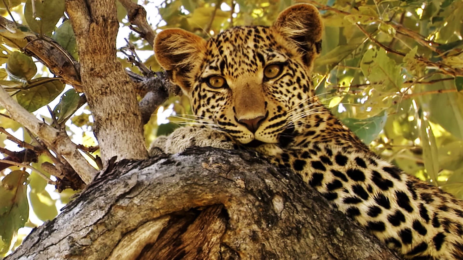 Leoparın Gözleri
