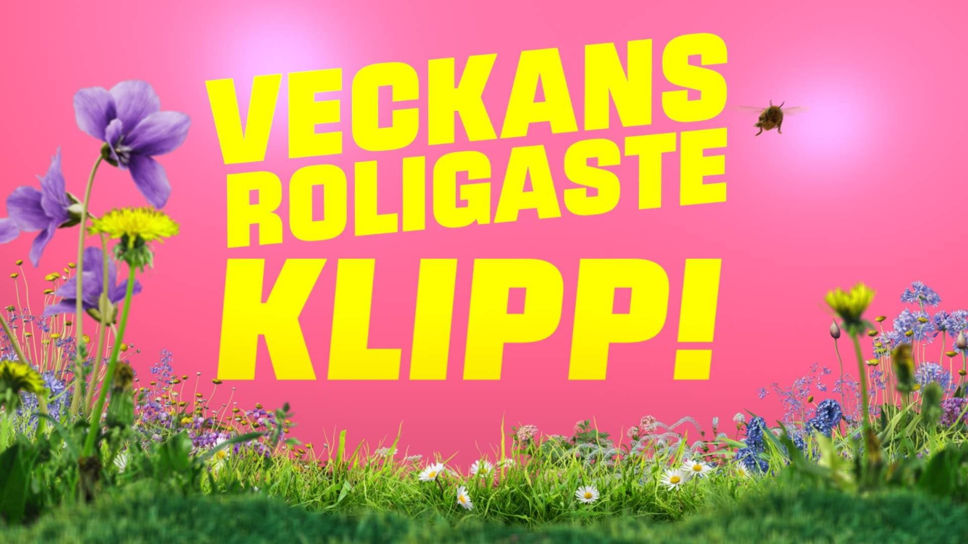 Veckans roligaste klipp