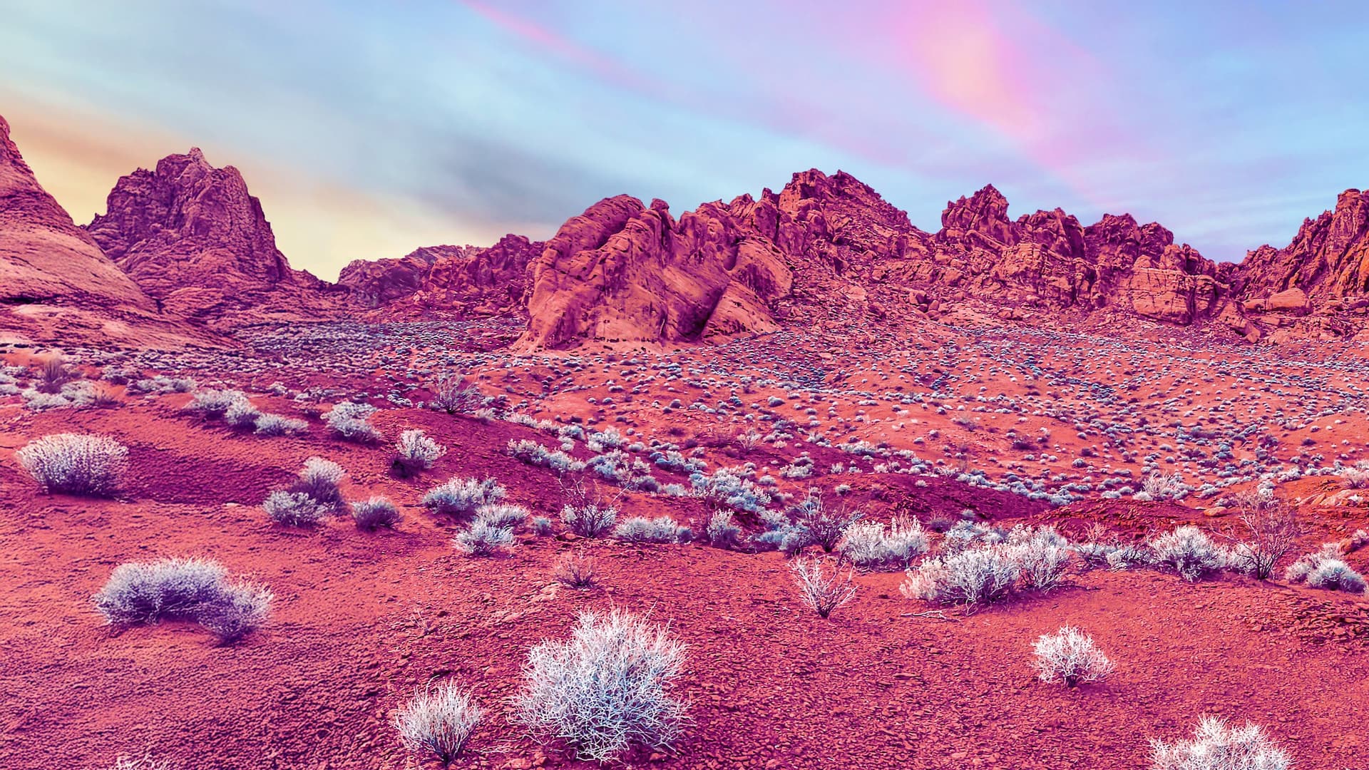 Nevada Wild