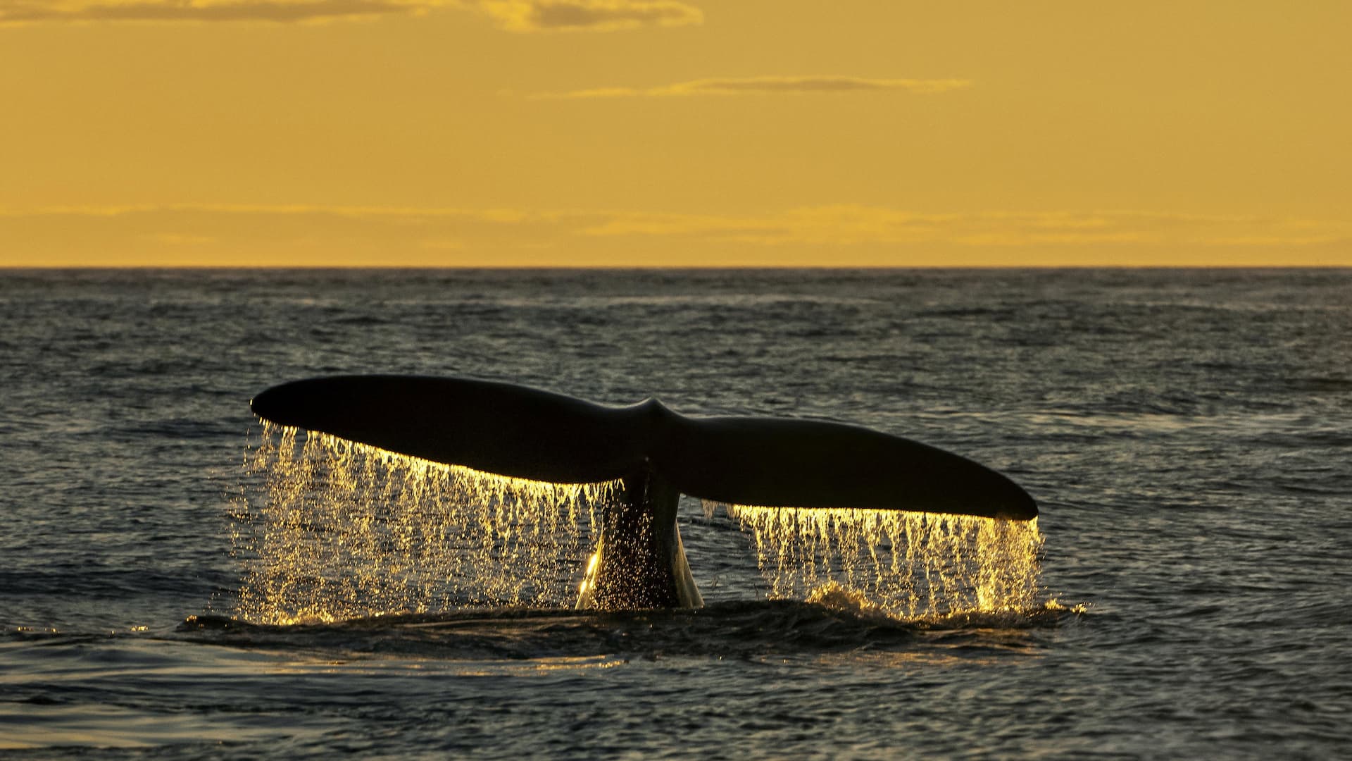 Sea Change: The Gulf of Maine