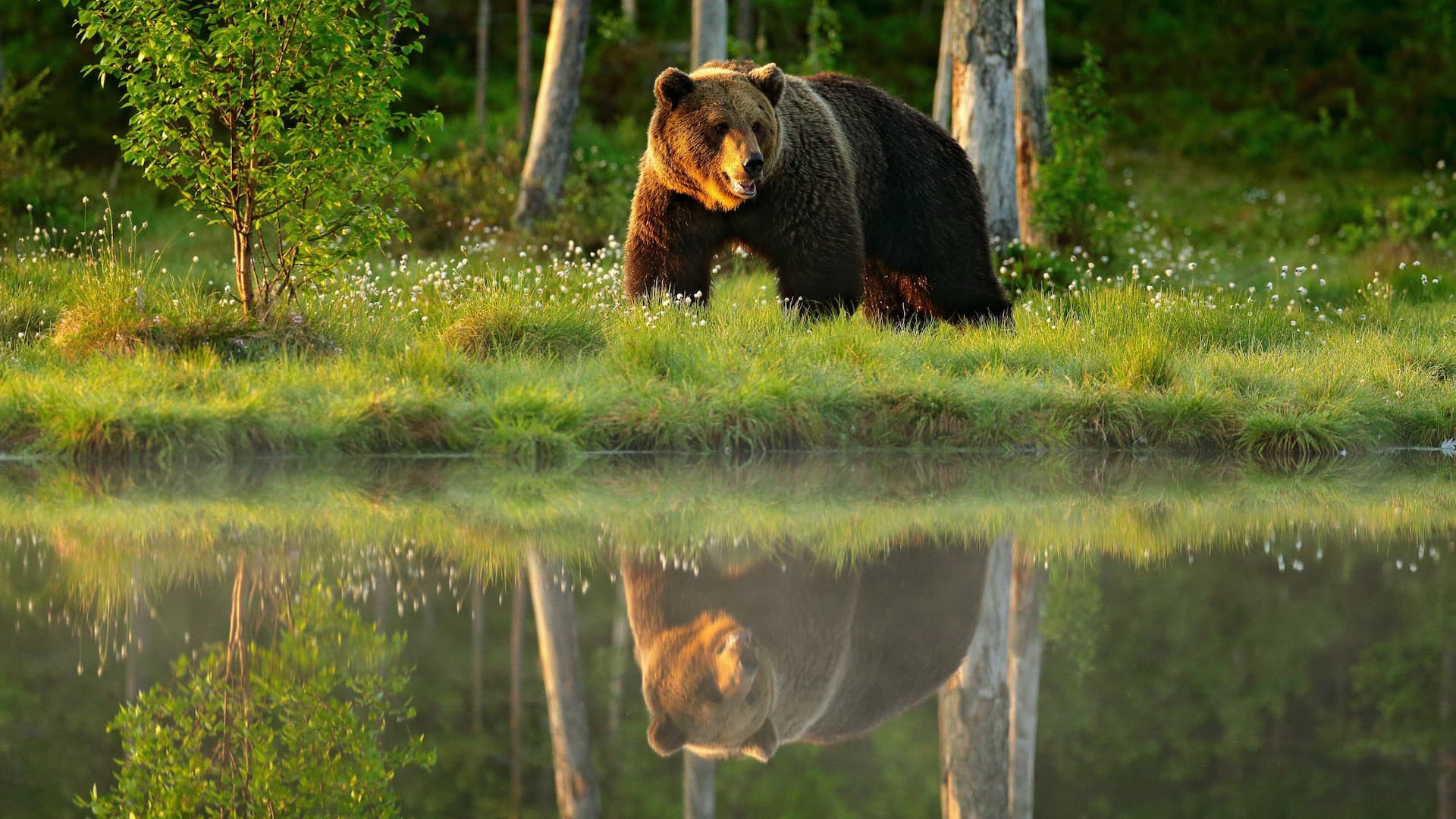 Animals Like Us