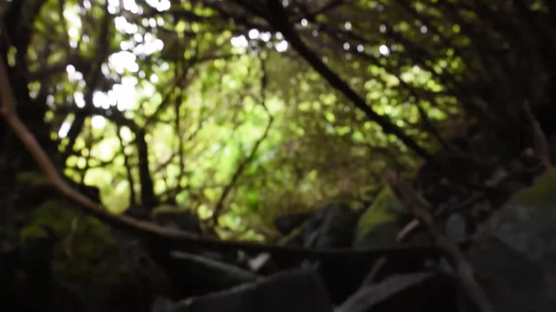 Inner Journey