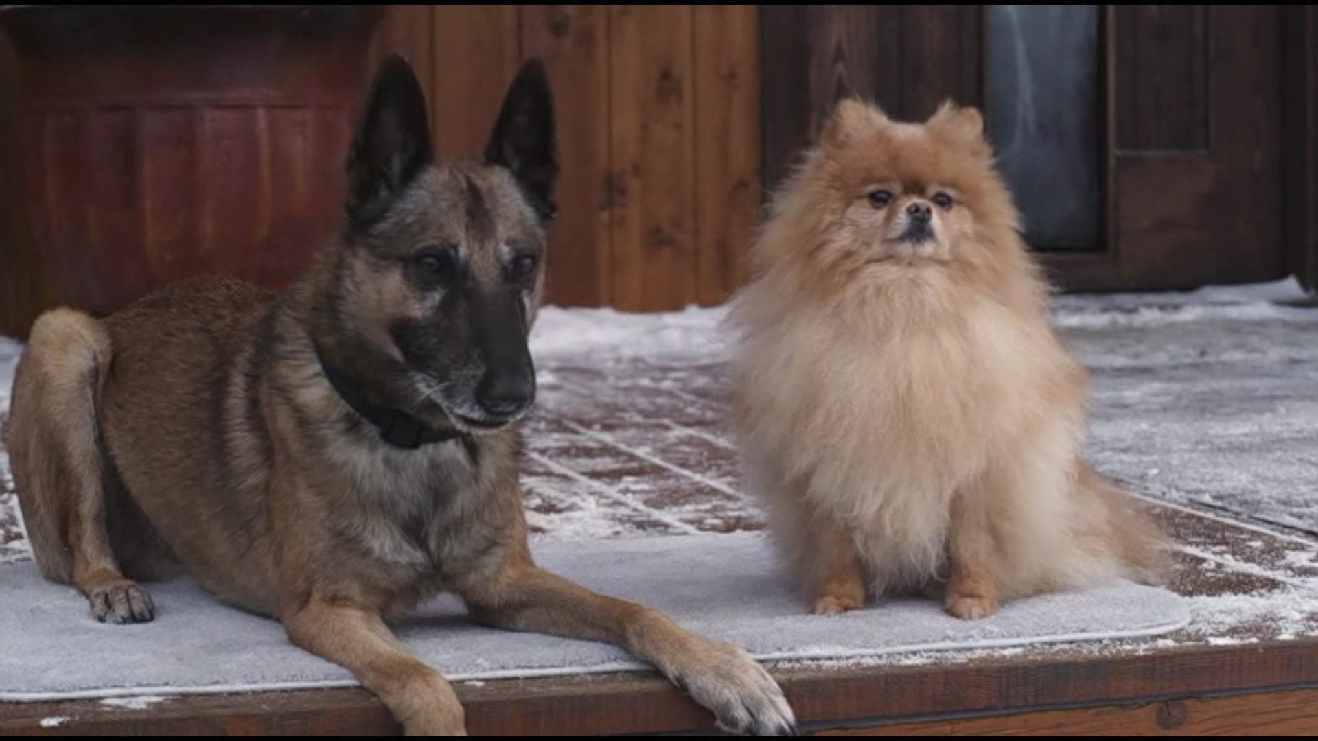Muhteşem Köpek