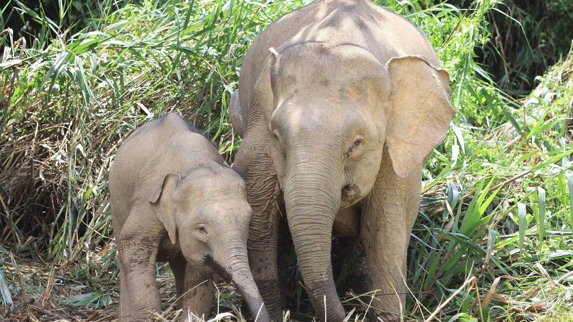 Borneo's Secret Kingdom