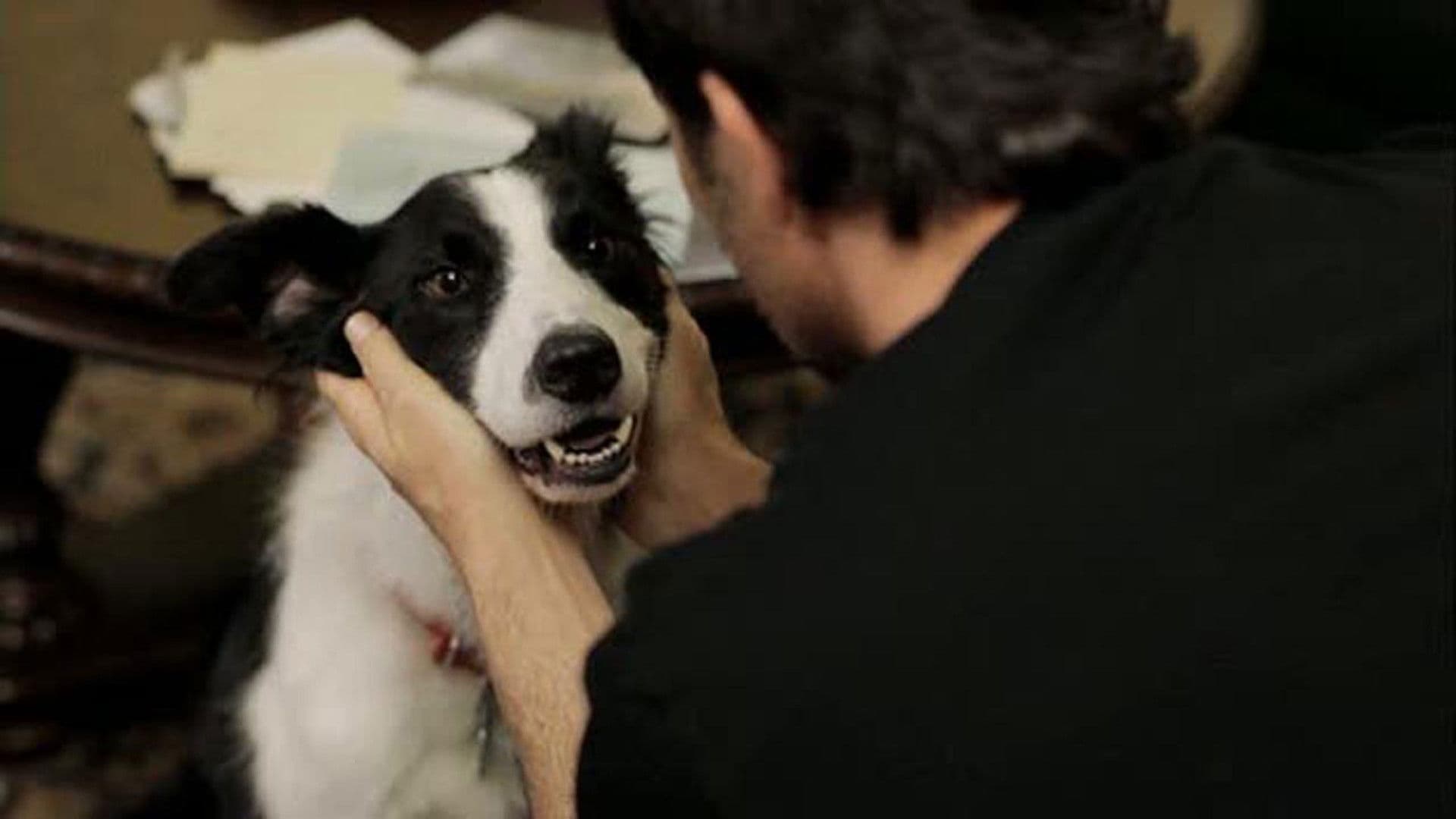 Melek Köpek
