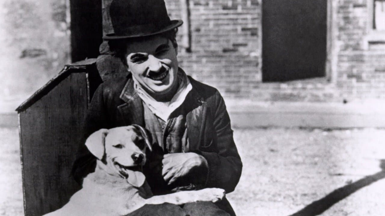 Bir Köpeğin Hayatı