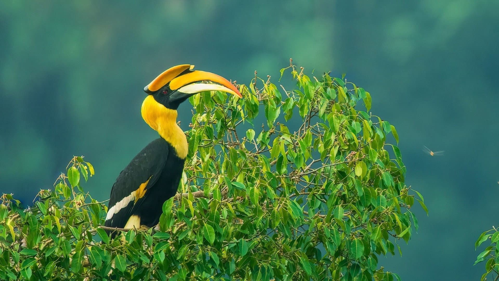 Nilgiris - A Shared Wilderness