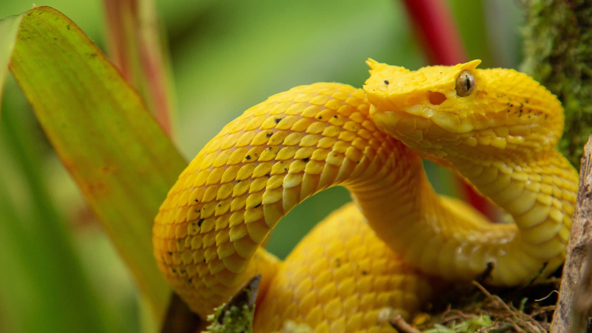 Wild Central America