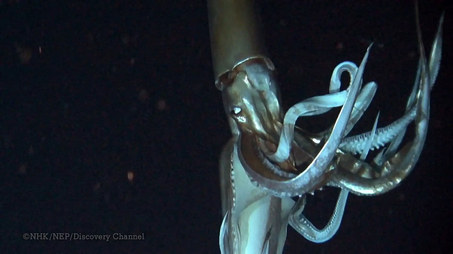 Deep Ocean
