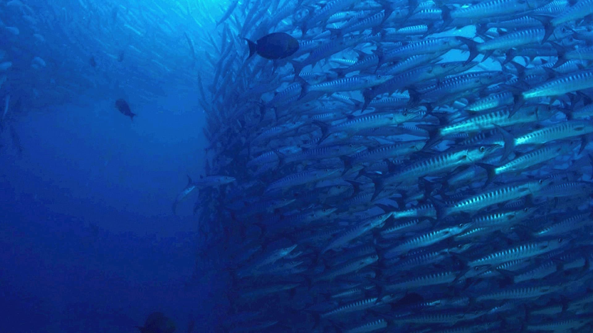 The Magic of the Big Blue. Seven Continents