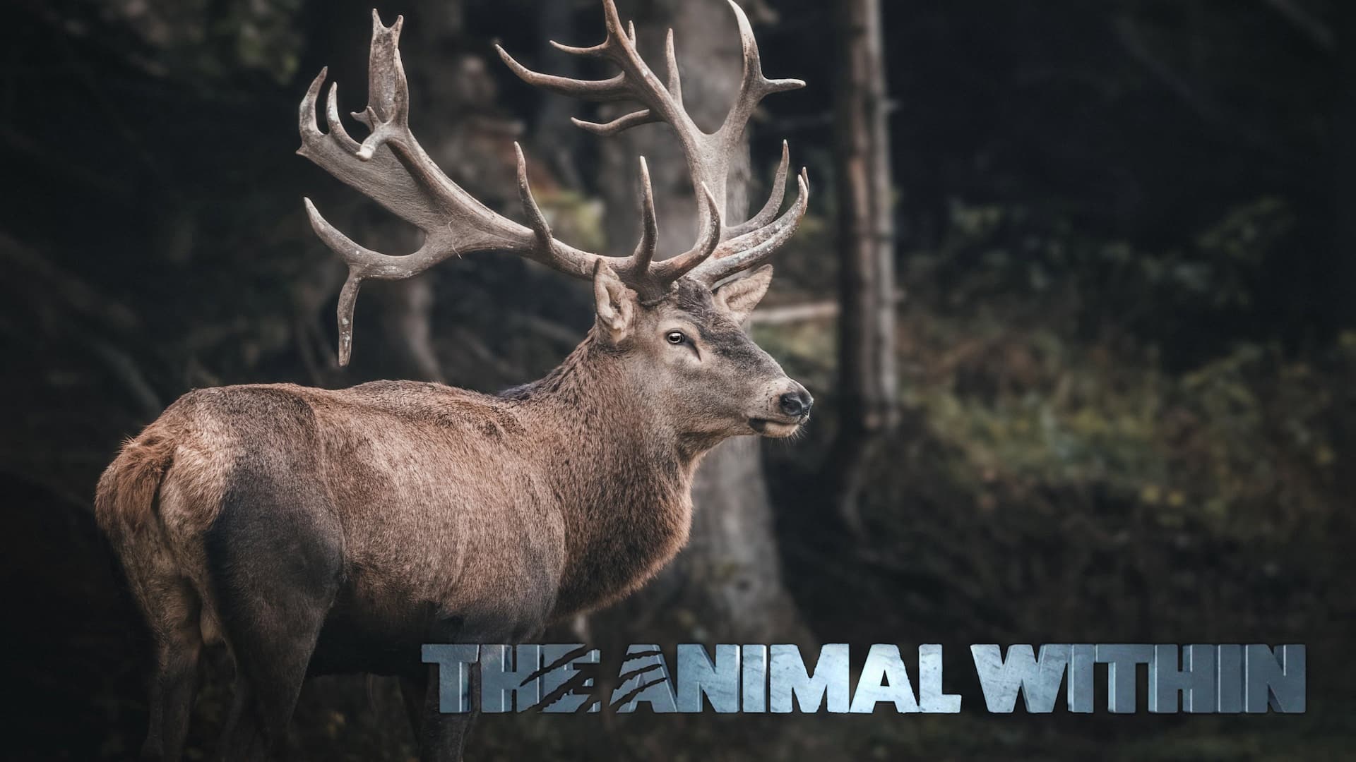 The Animal Within