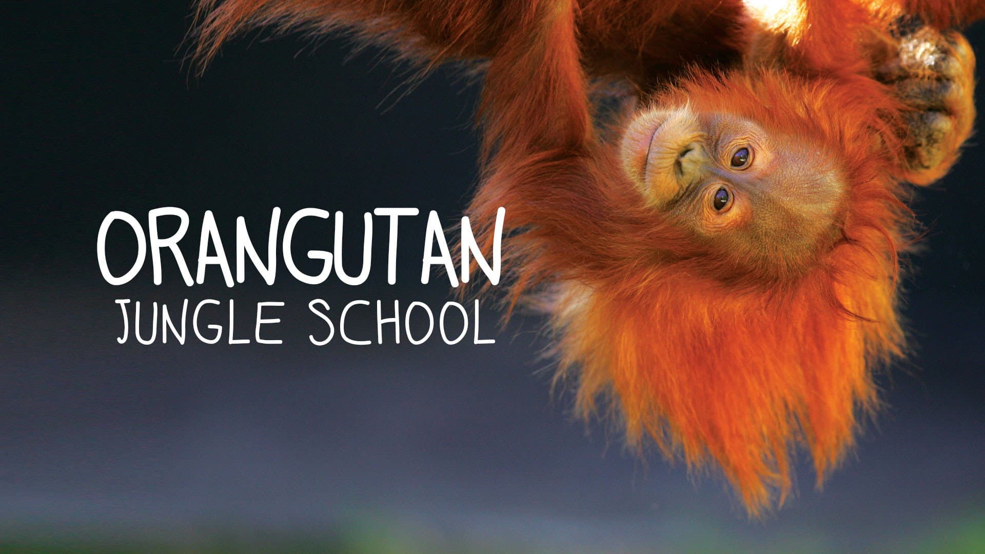 Orangutan Jungle School
