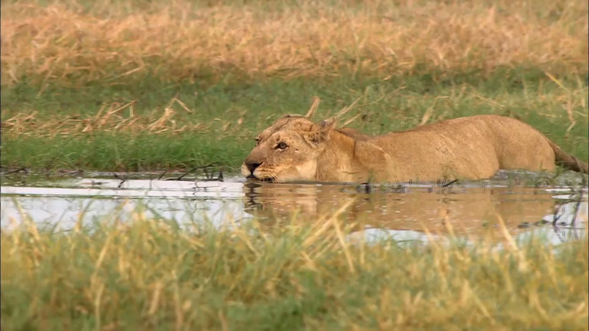 Swamp Lions