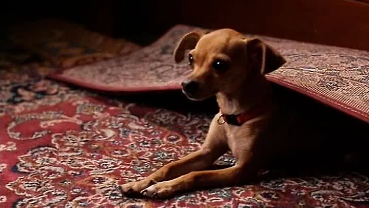 Harika Köpek