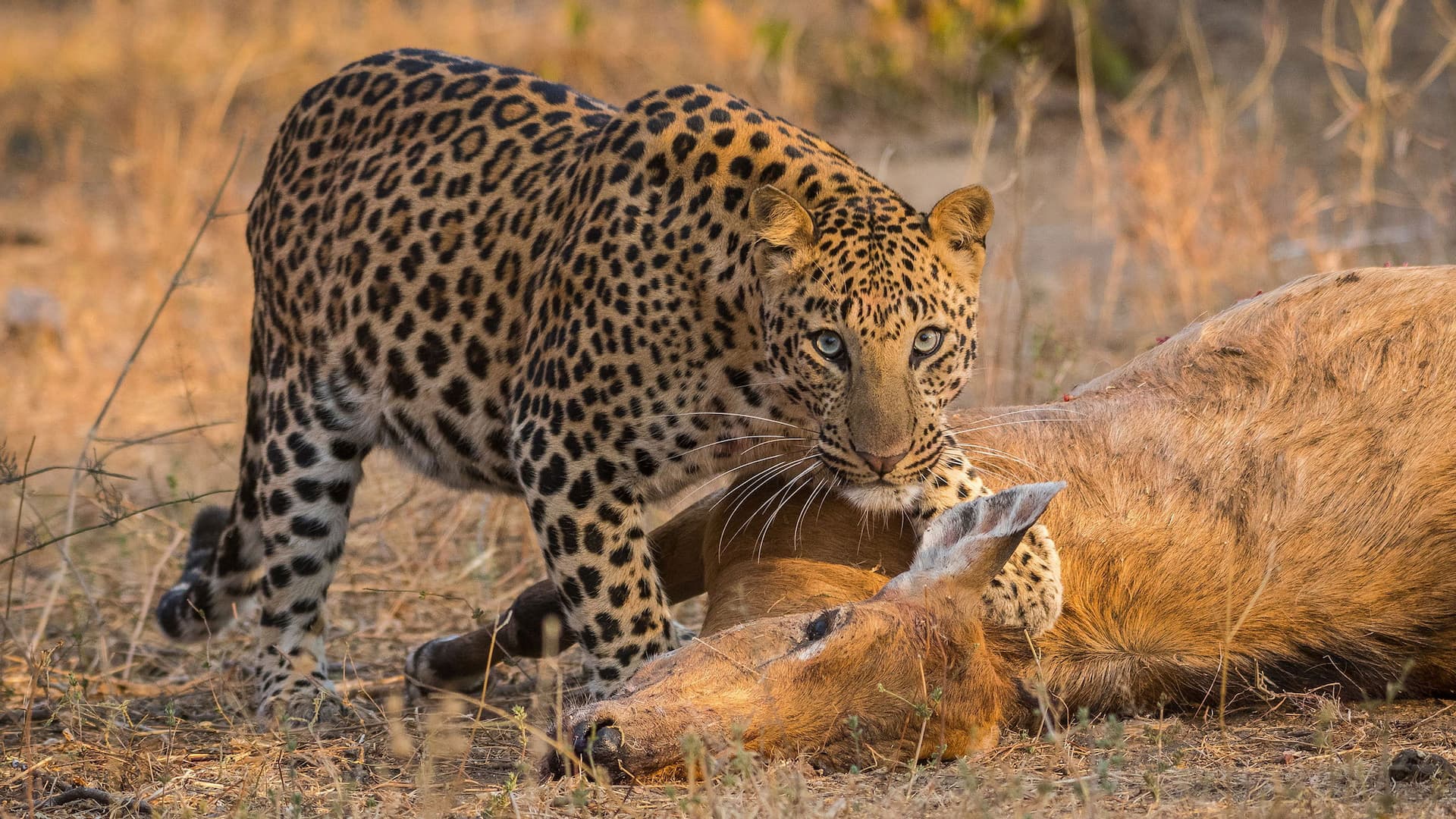 Predator v Prey