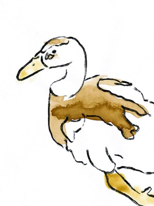 Sosuke the Duck
