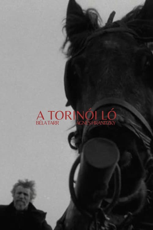 Torino Atı