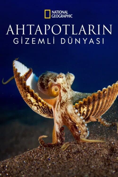 Ahtapotların Gizemli Dünyası
