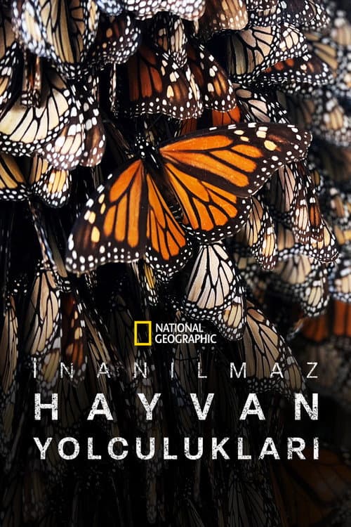 İnanılmaz Hayvan Yolculukları